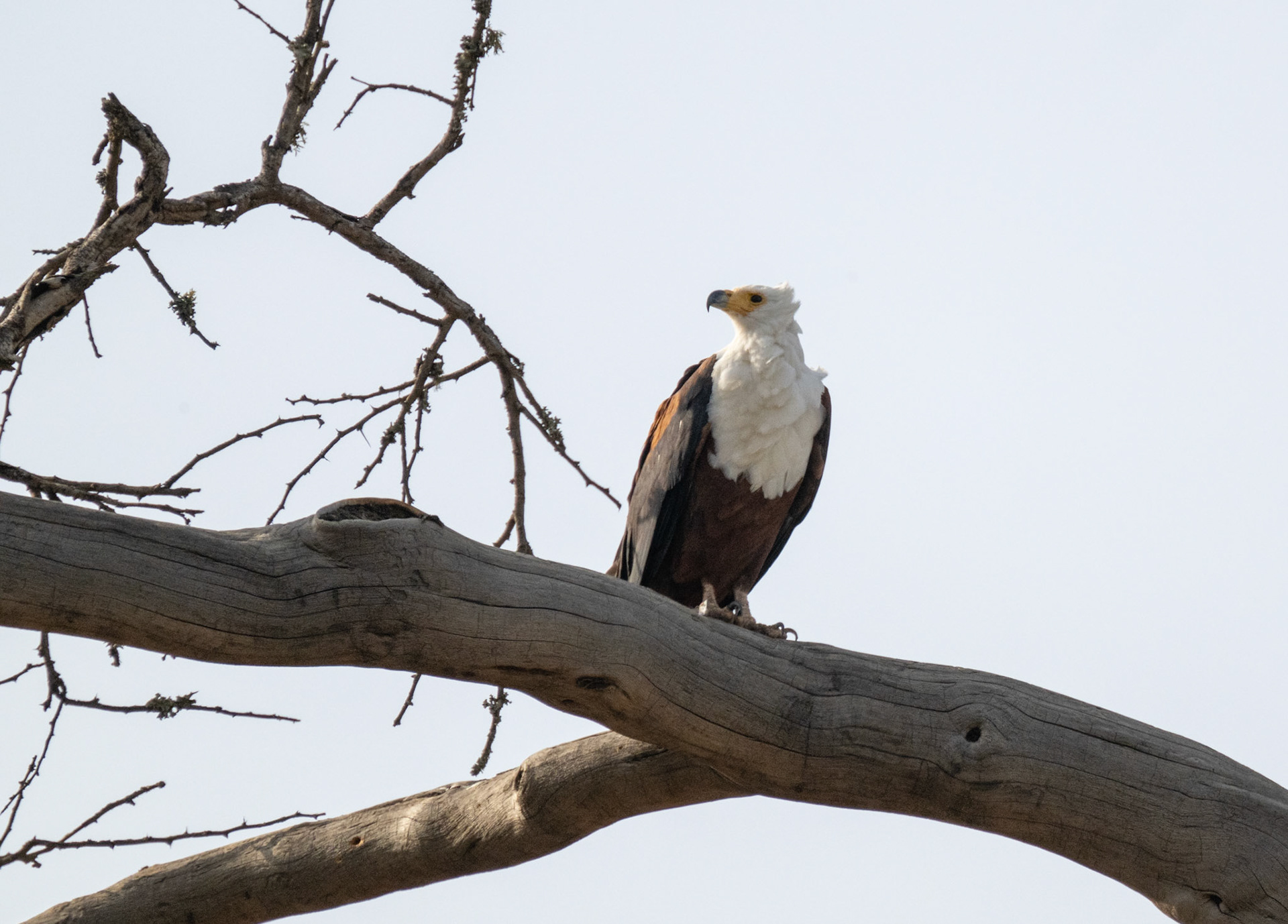African Fish Eagle