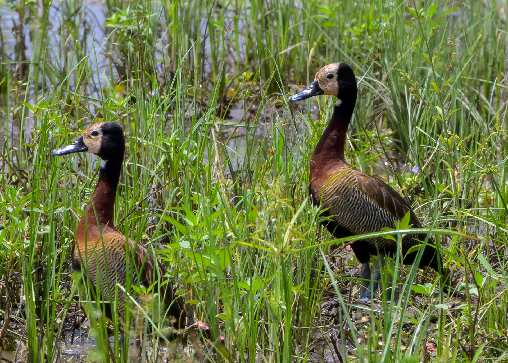White-faced Whistling Duck
