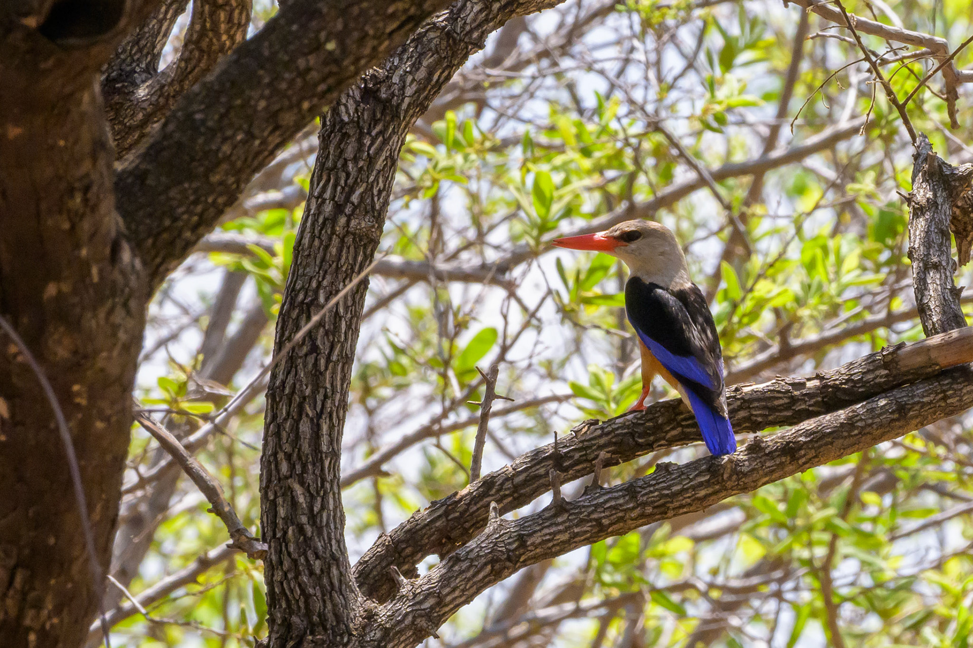 Woodland Kingfisher