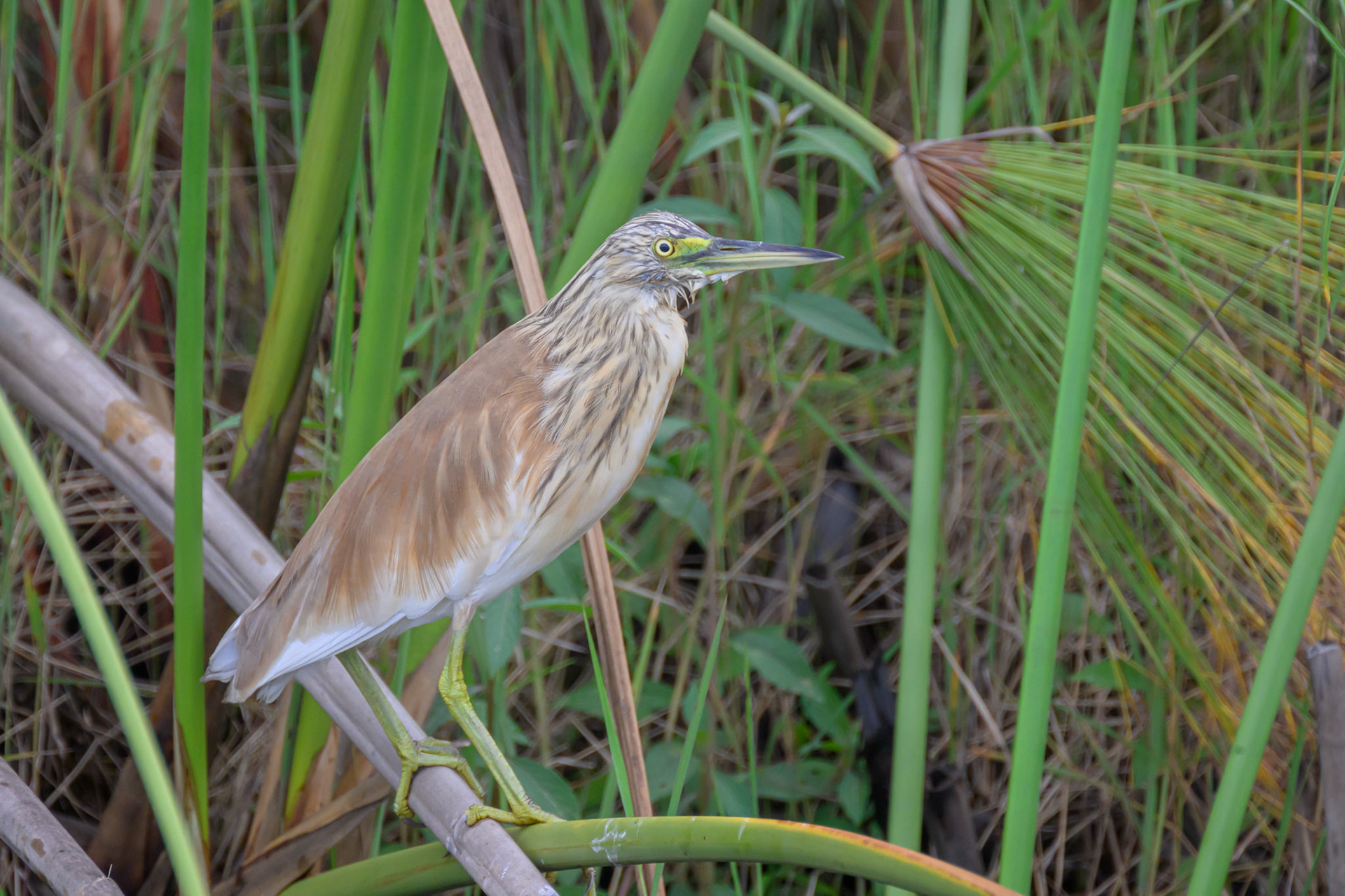 Squacco Heron
