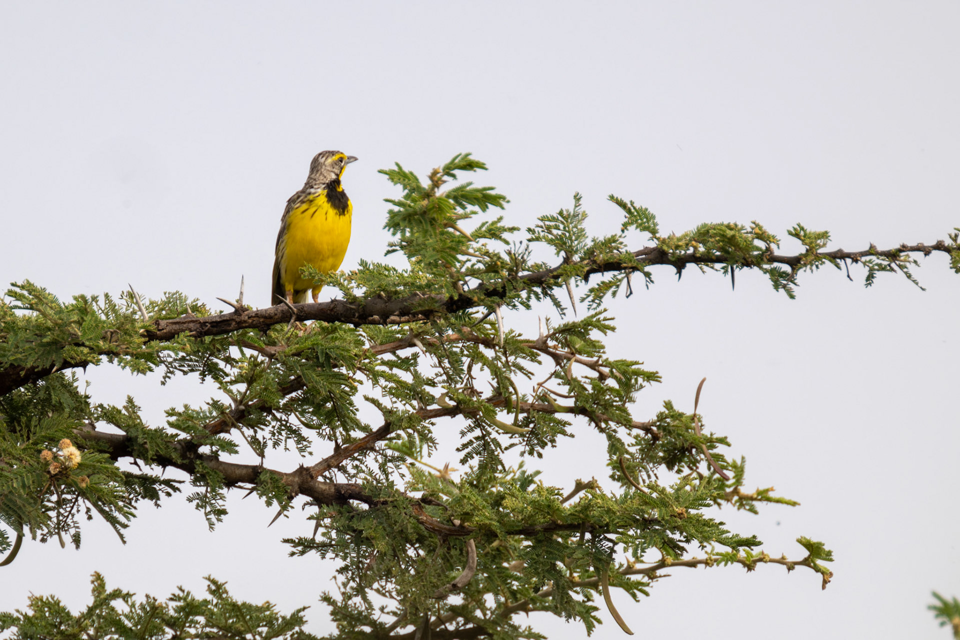 Yellow-throated Longclaw