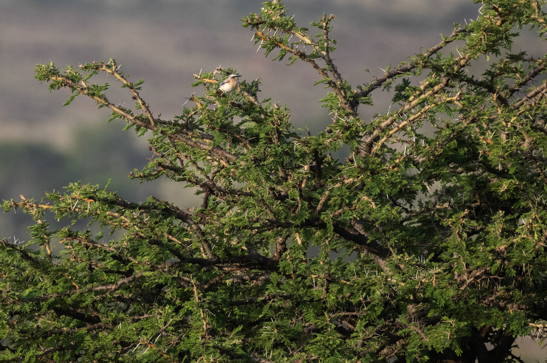 Northern Wheatear