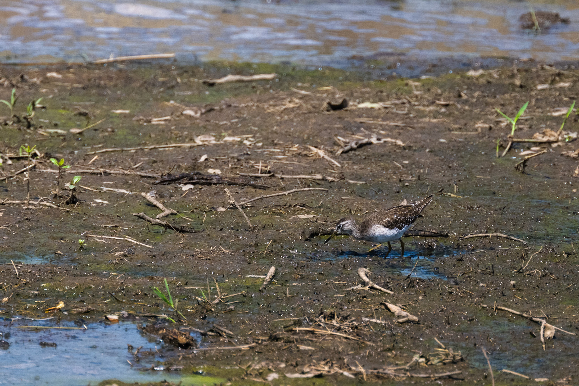 Crowned Plover