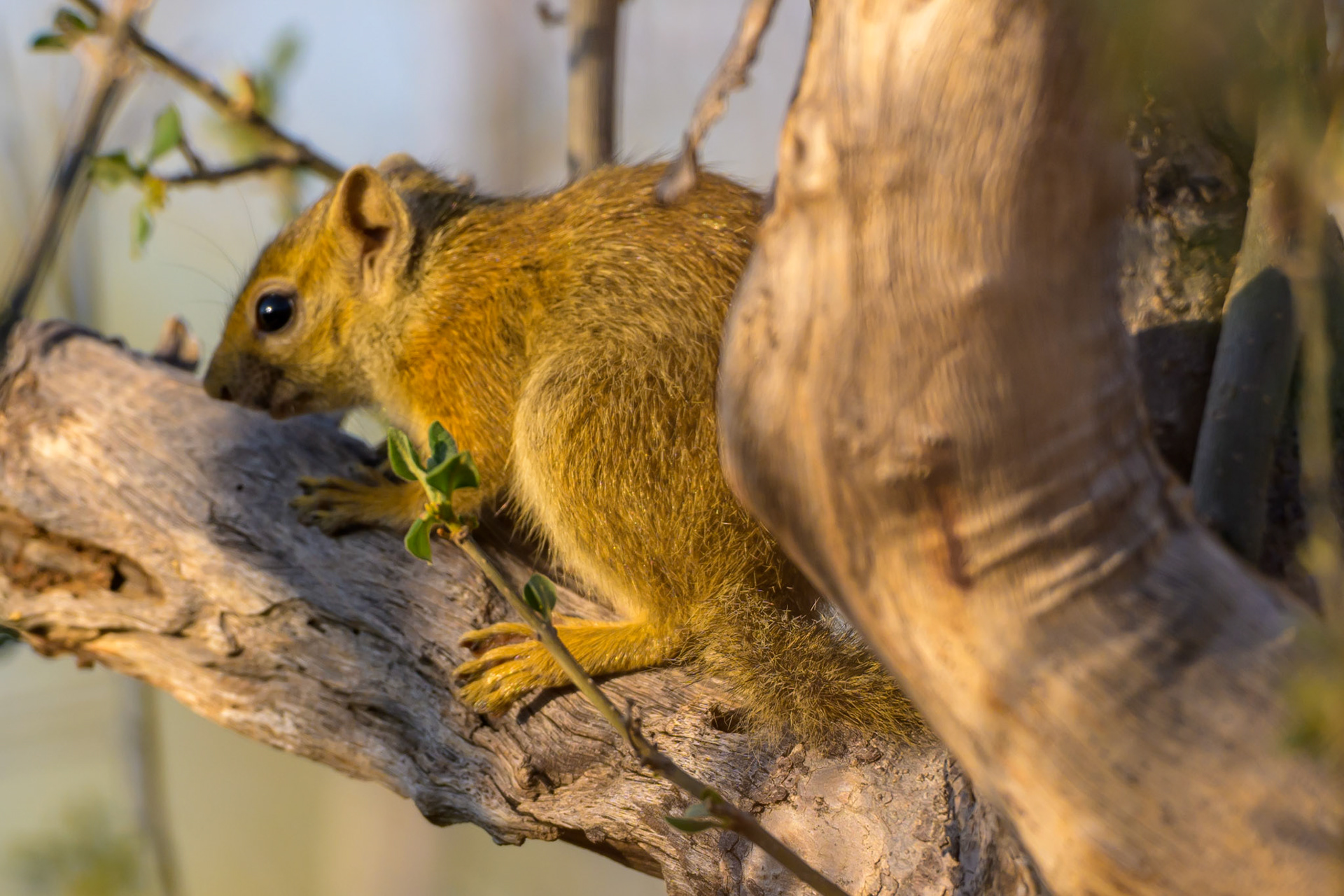 Ground Squirrel