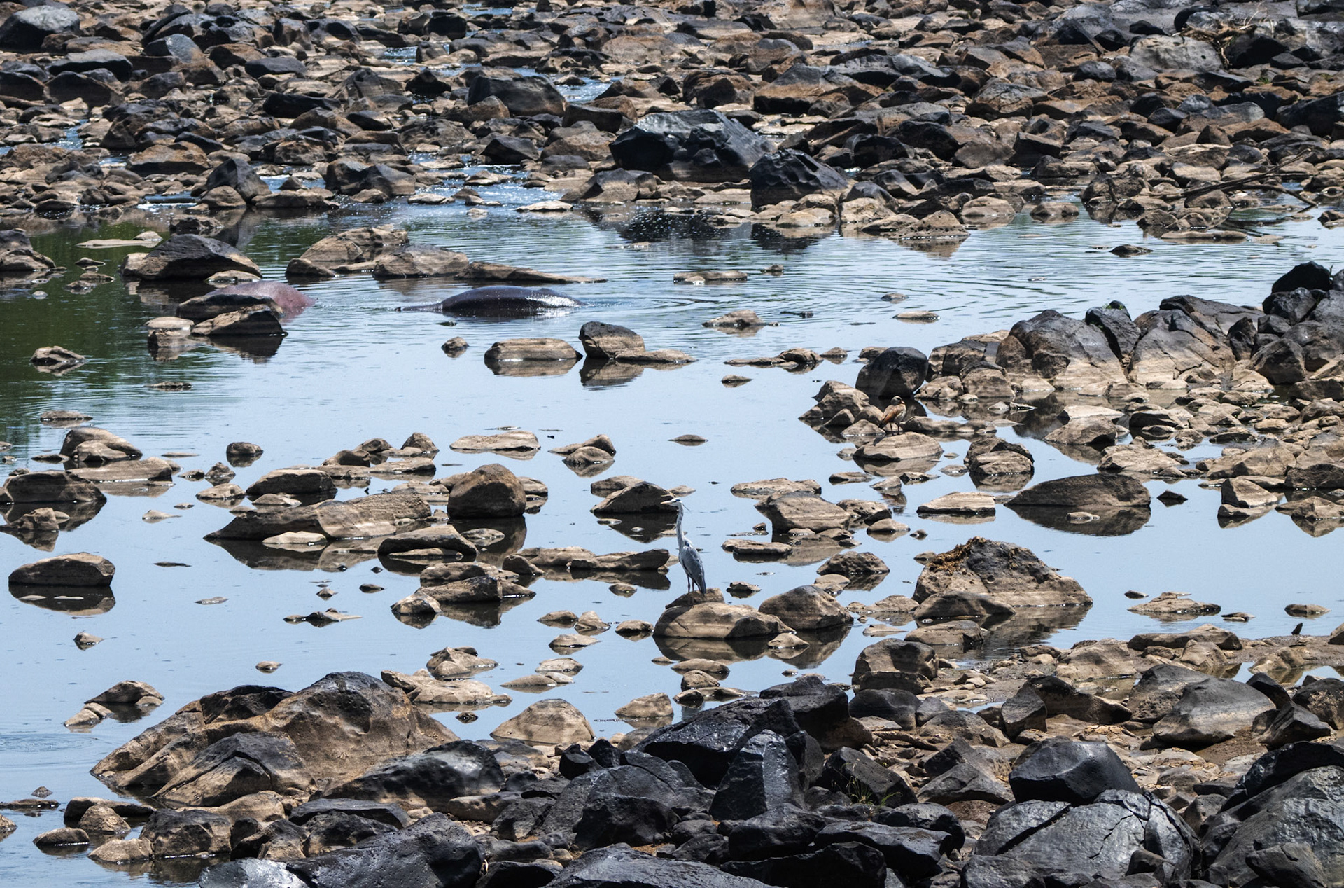 Grey Heron &amp; Hippo