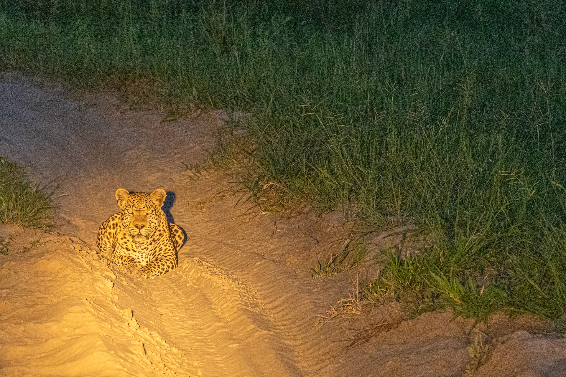 Leopard at night