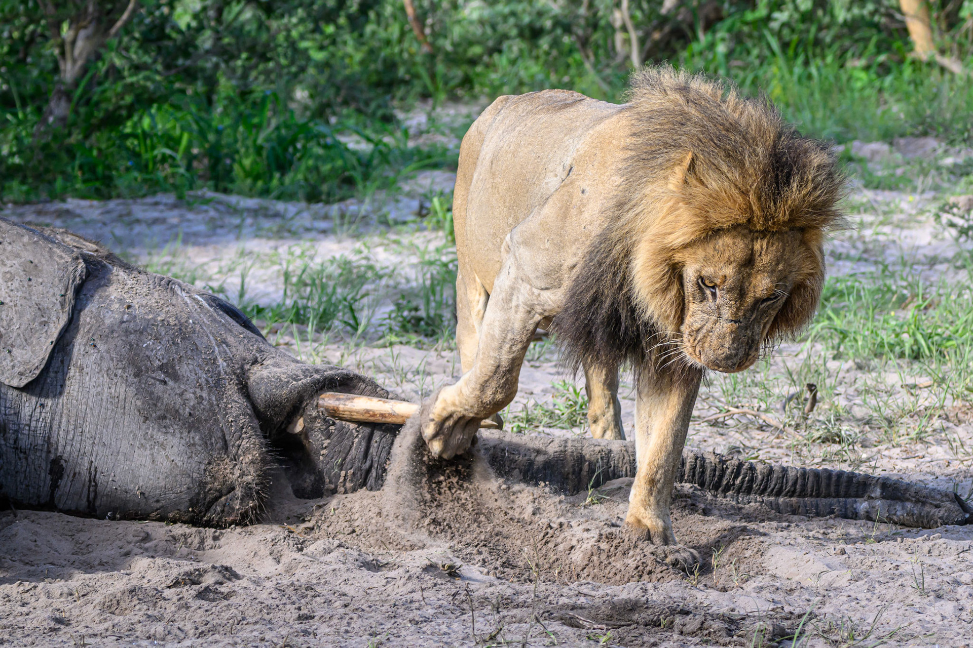 covering scent trail