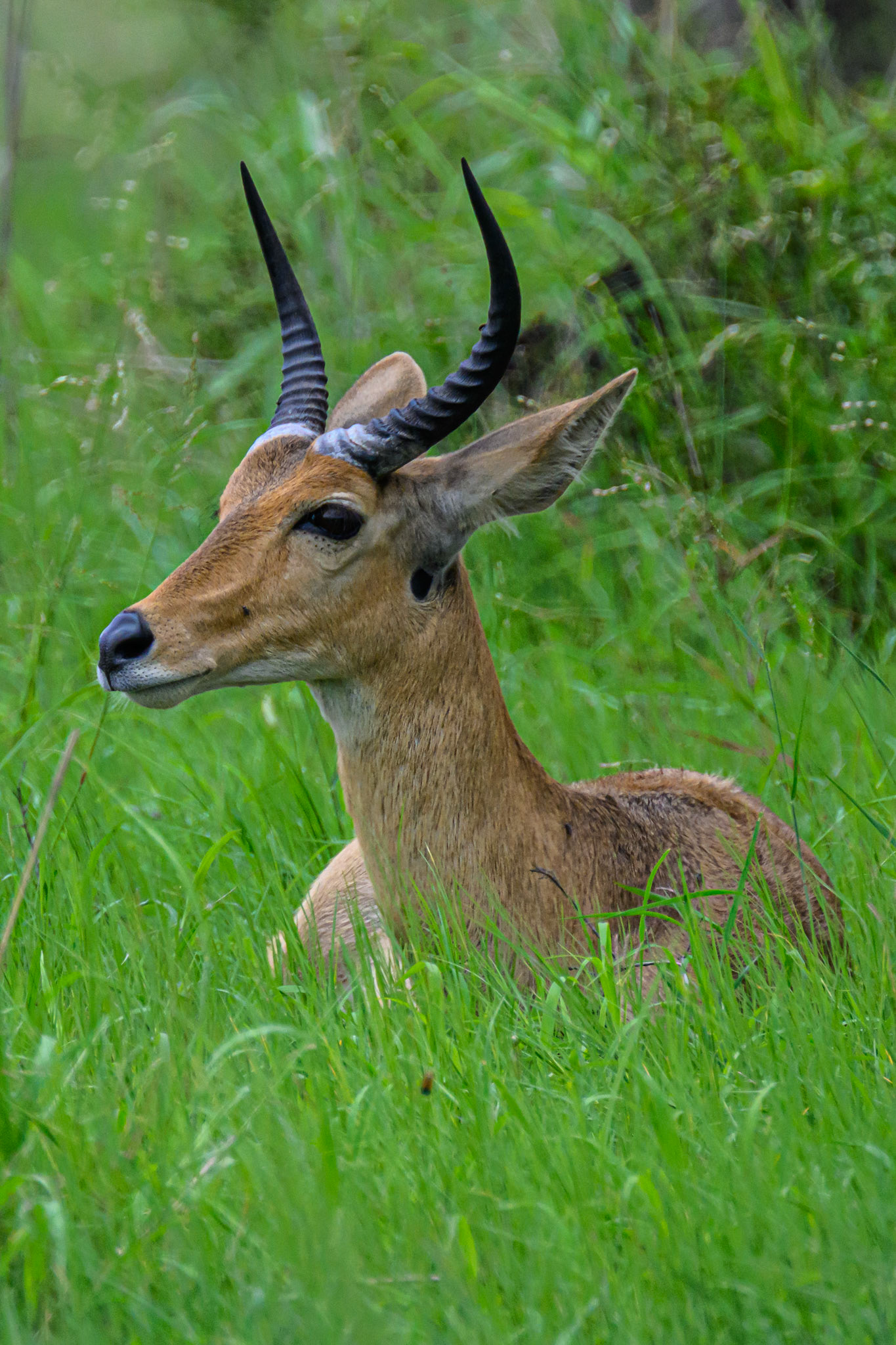 Reedbuck