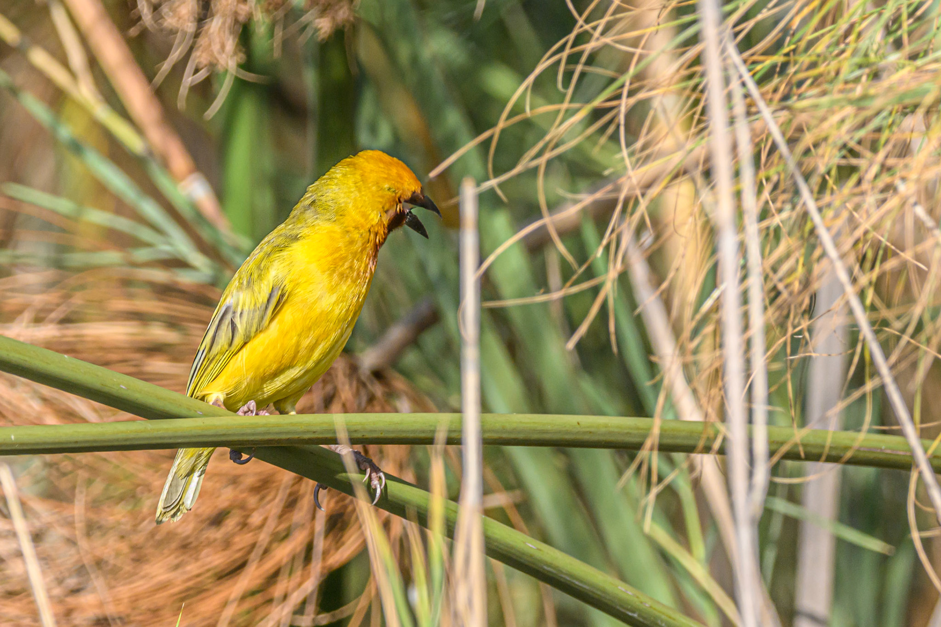 Brown-throated Weaver