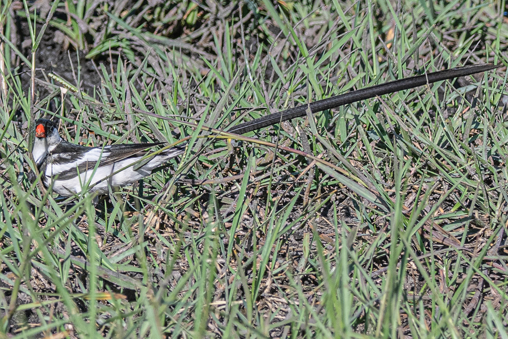 Pin-tailed Whydah