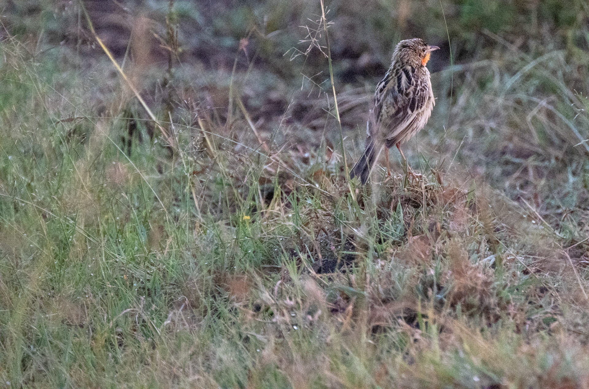 Rosy-Breasted Longclaw