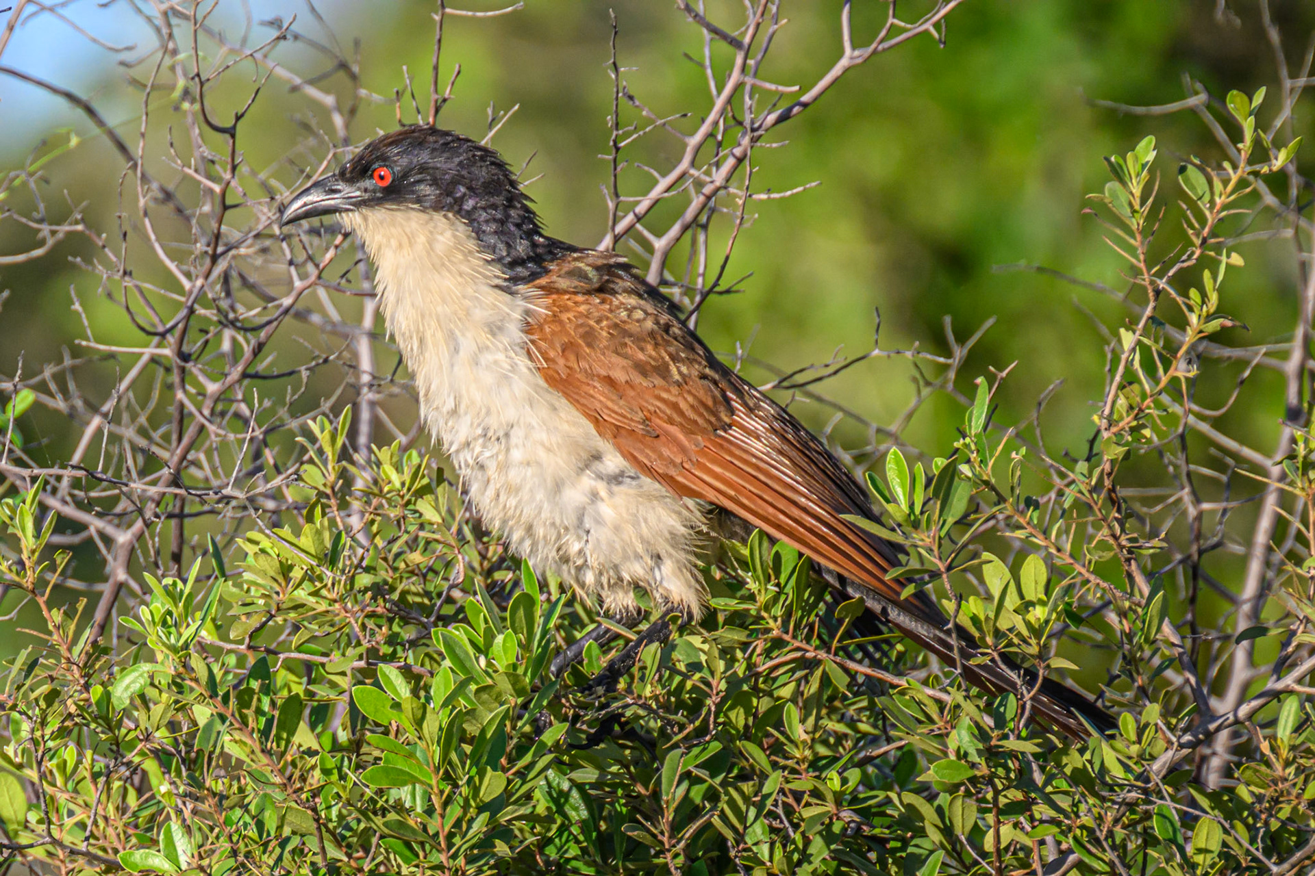 Coppery-tailed Coucal