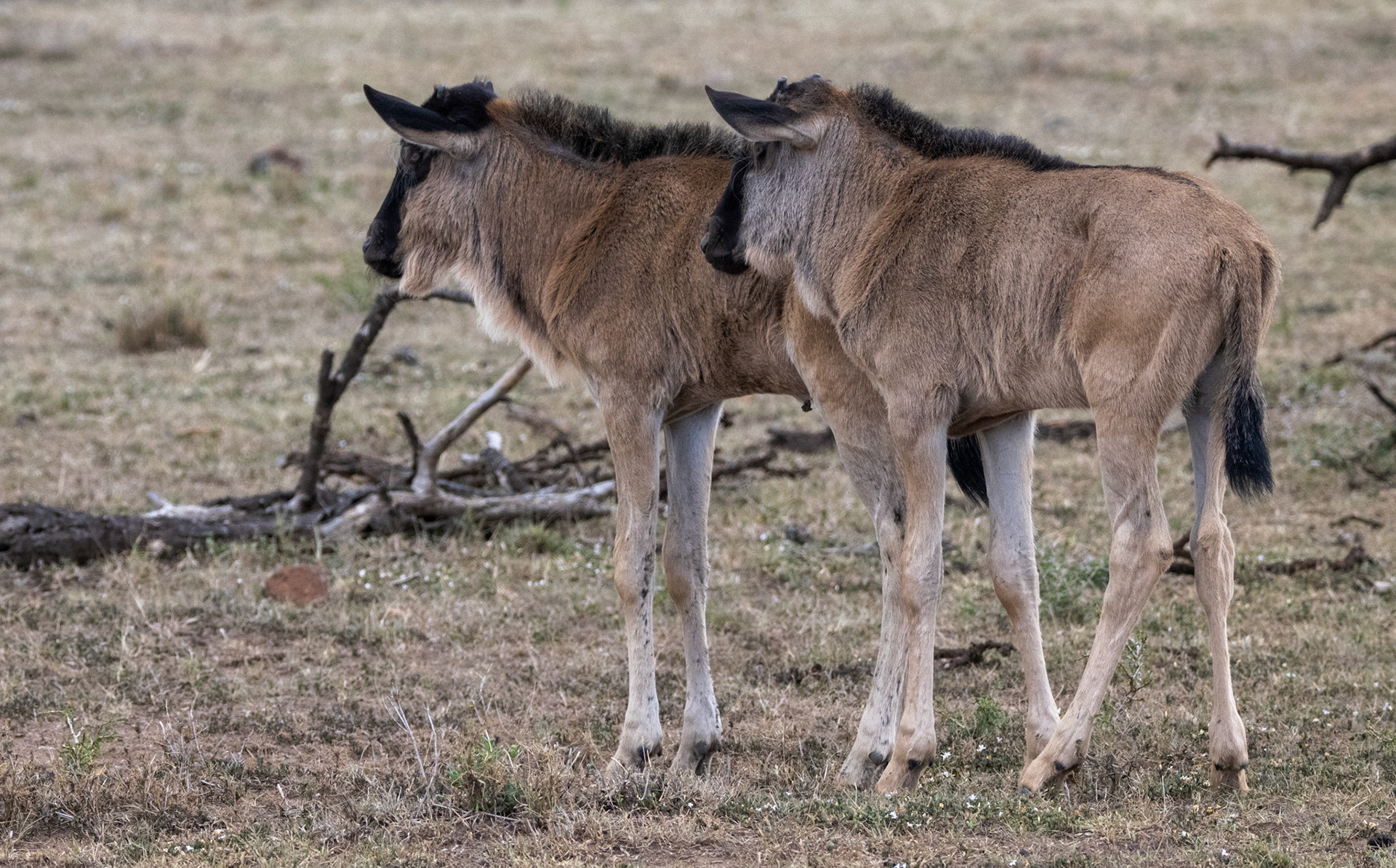 Wildebeest Calves