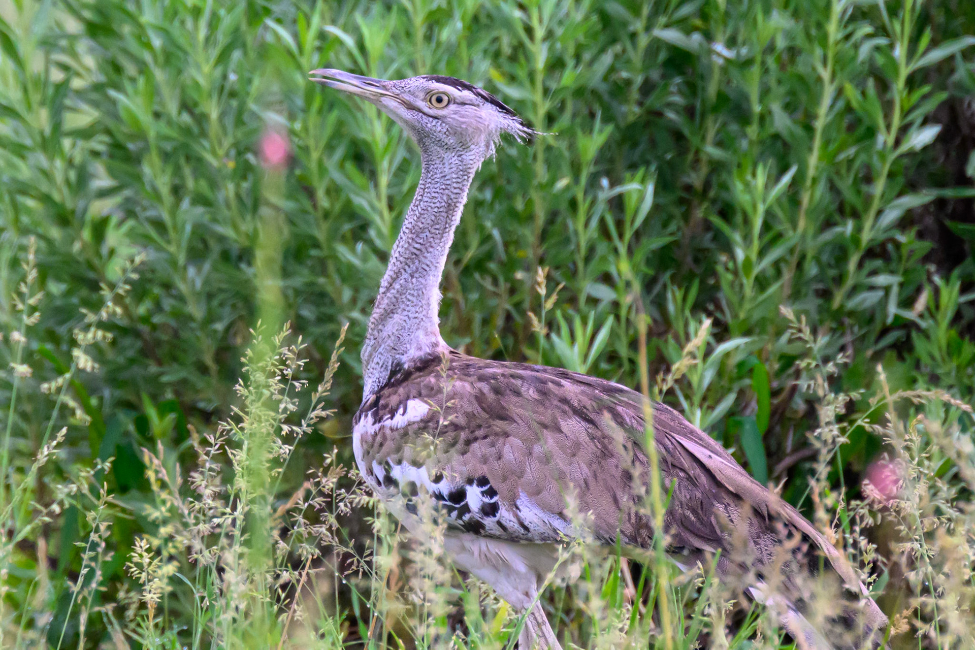Kori Bustard