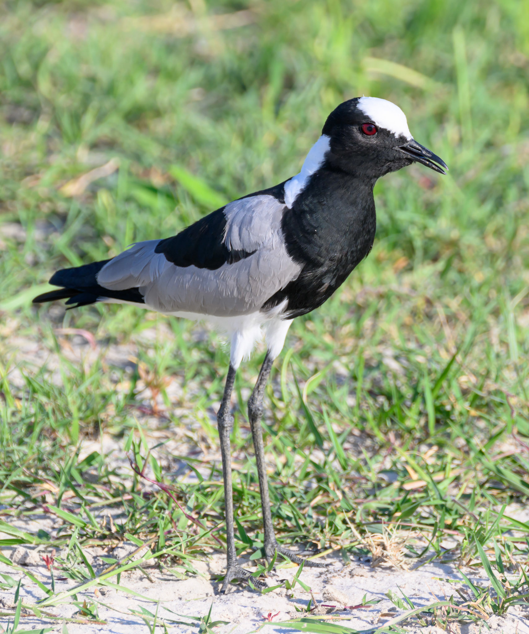 Blacksmith Plover
