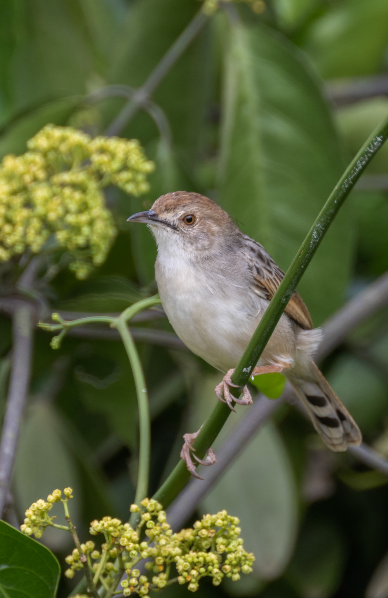 Rattling Cisticola