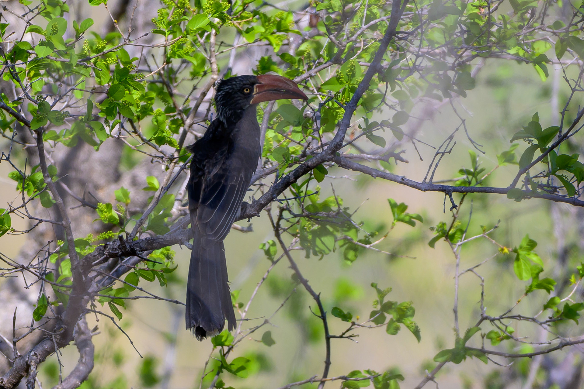 Afridan Grey Hornbill