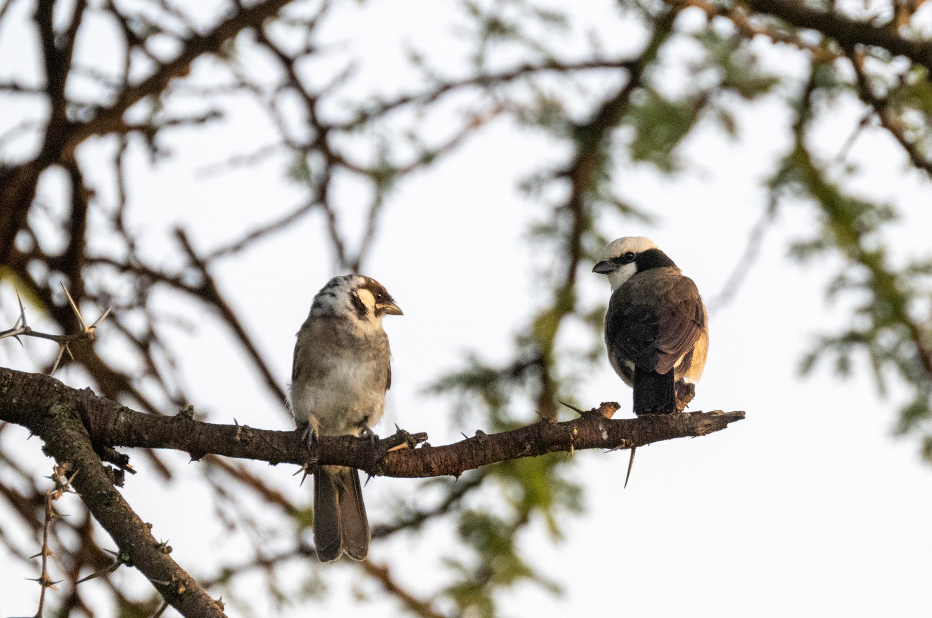 Black-Capped Social Weaver &amp; Northern White-Crowned Shrike