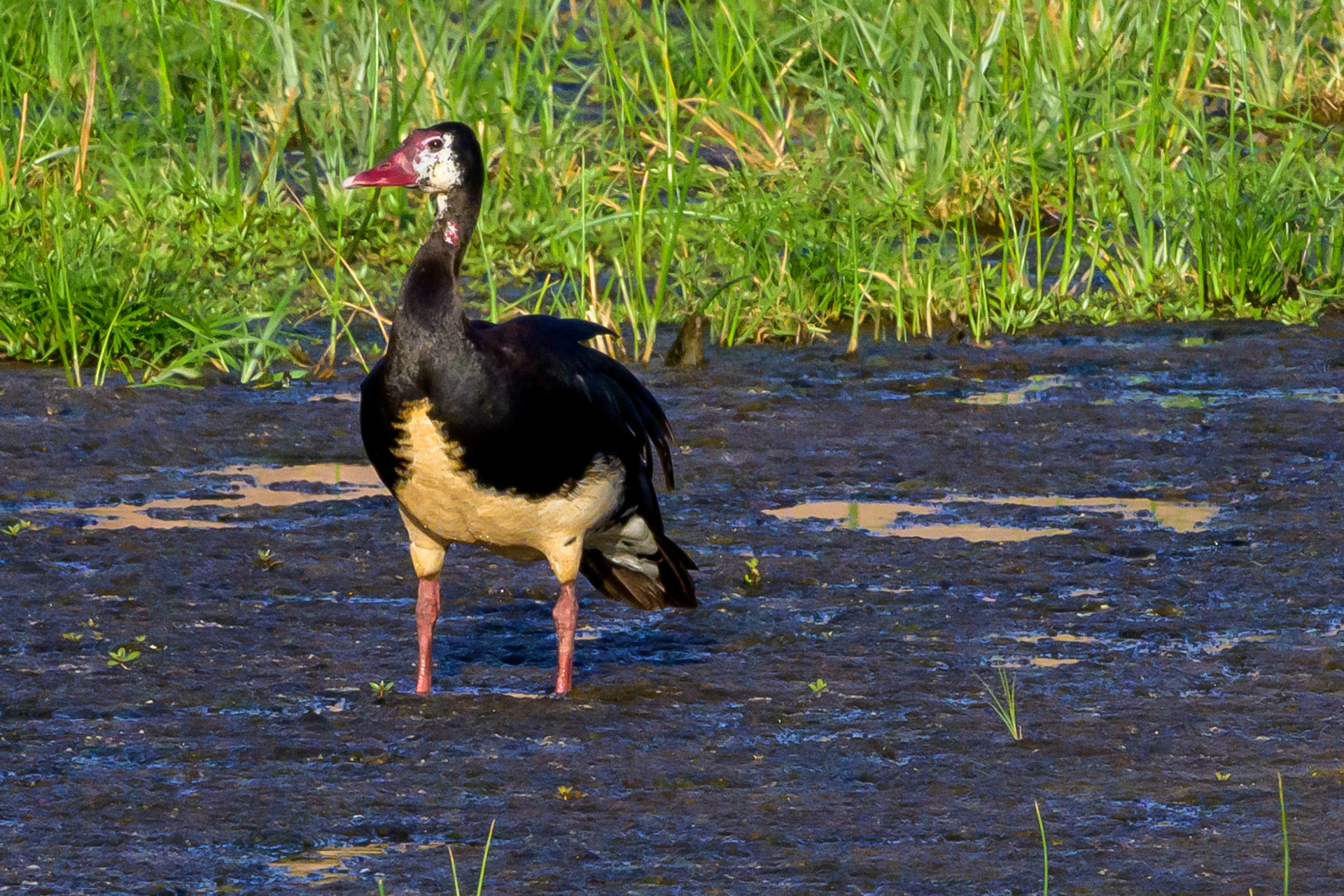 Spur-Winged Goose