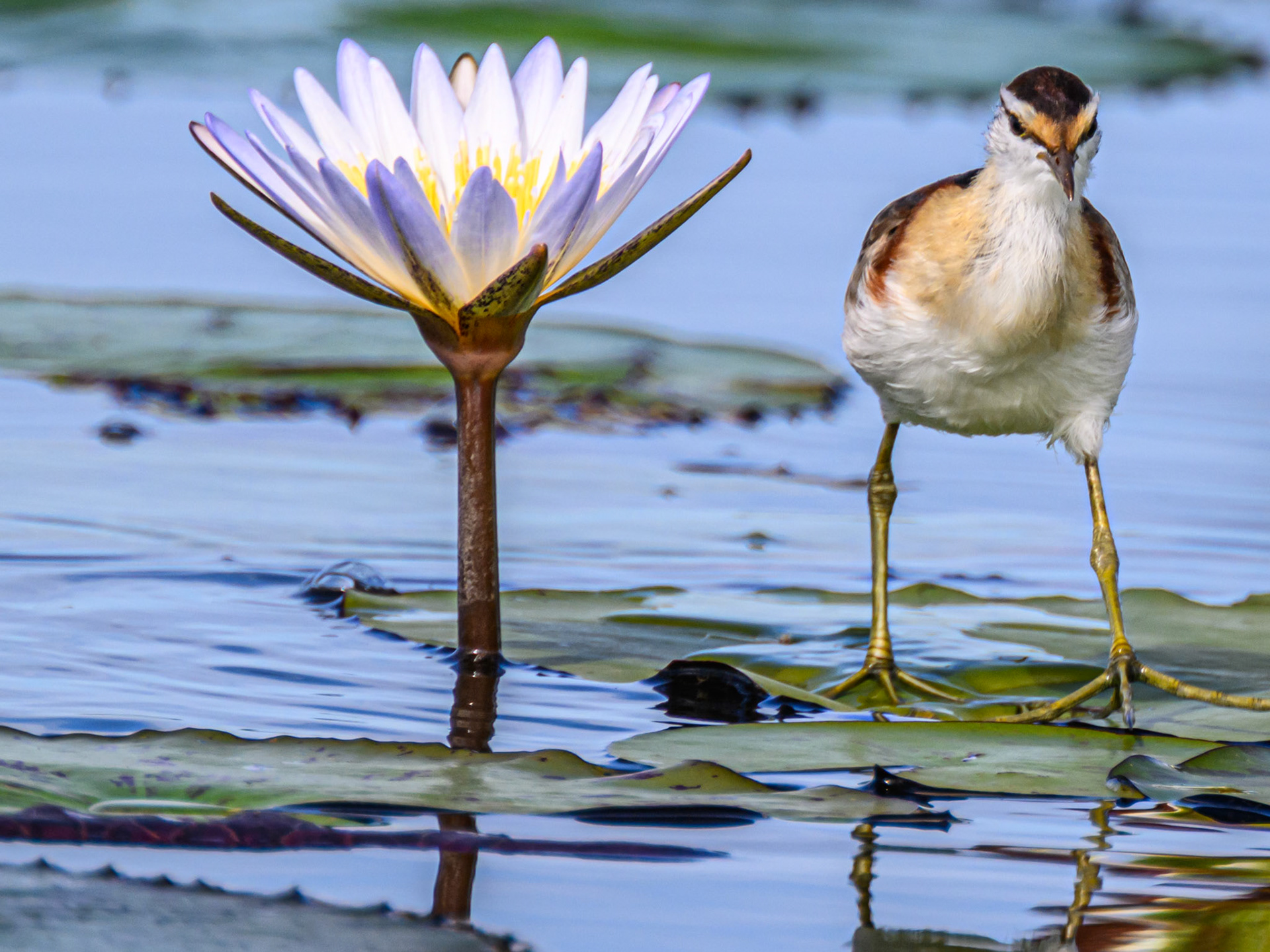 Lesser Jacana