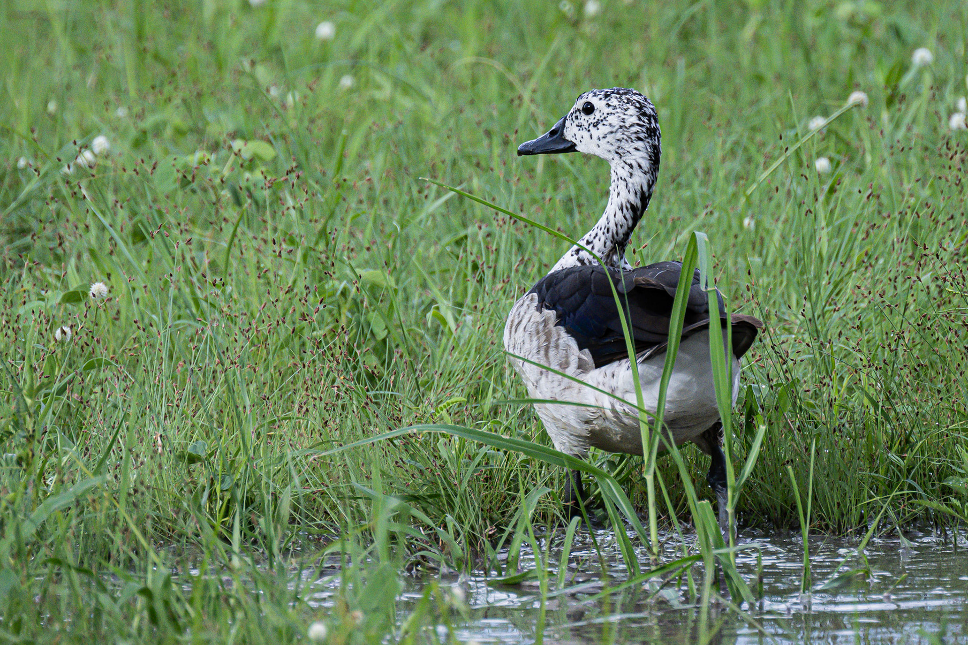 Knob-billed Duck, Female