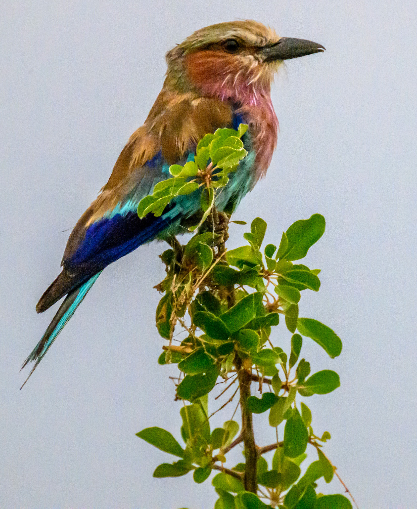 Lilac-breasted Roller