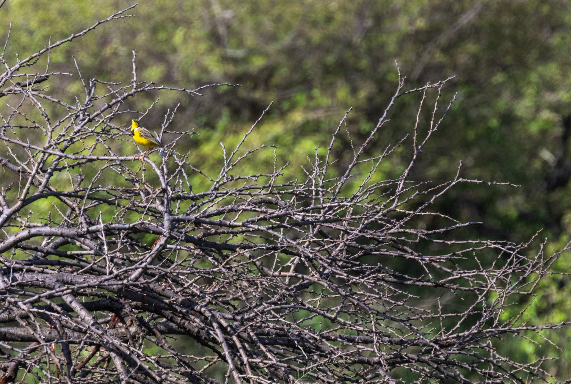 Yellow-Throated Longclaw