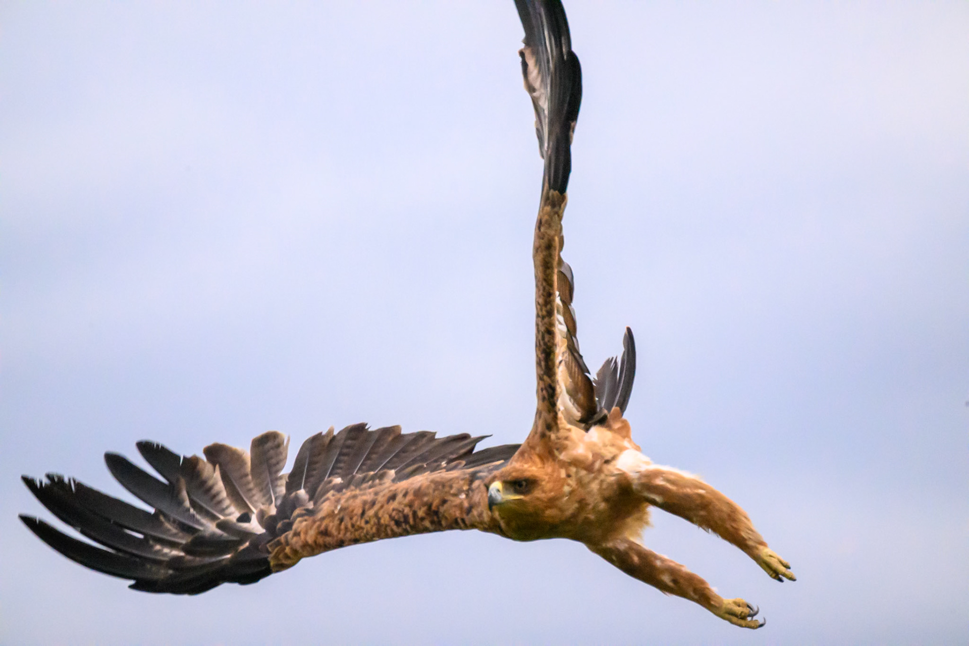 Tawny Eagle