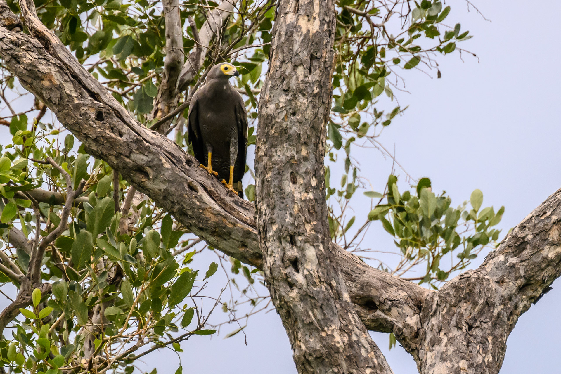 African Harrier-Hawk