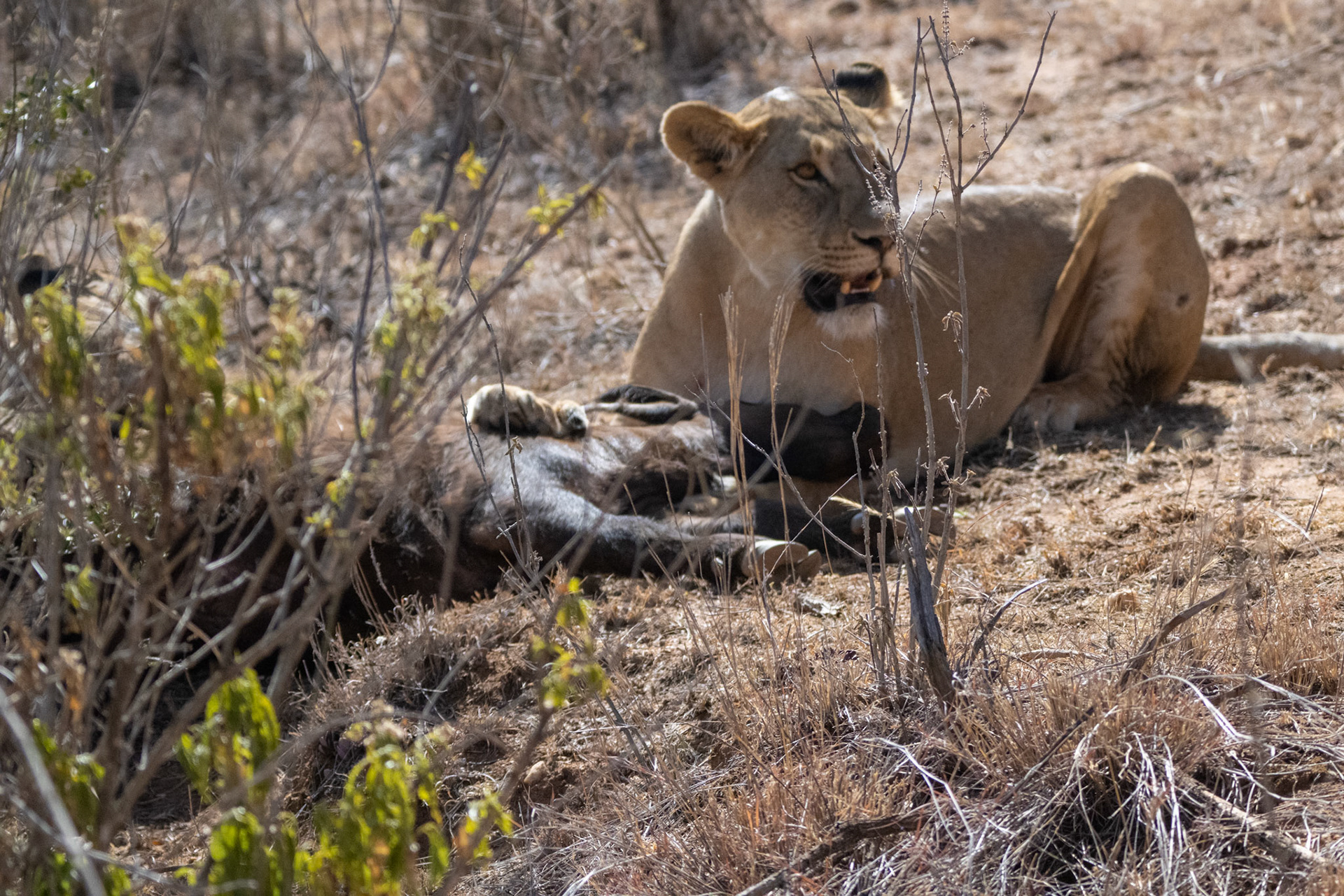 Lions, Buffalo, the hunt and kill