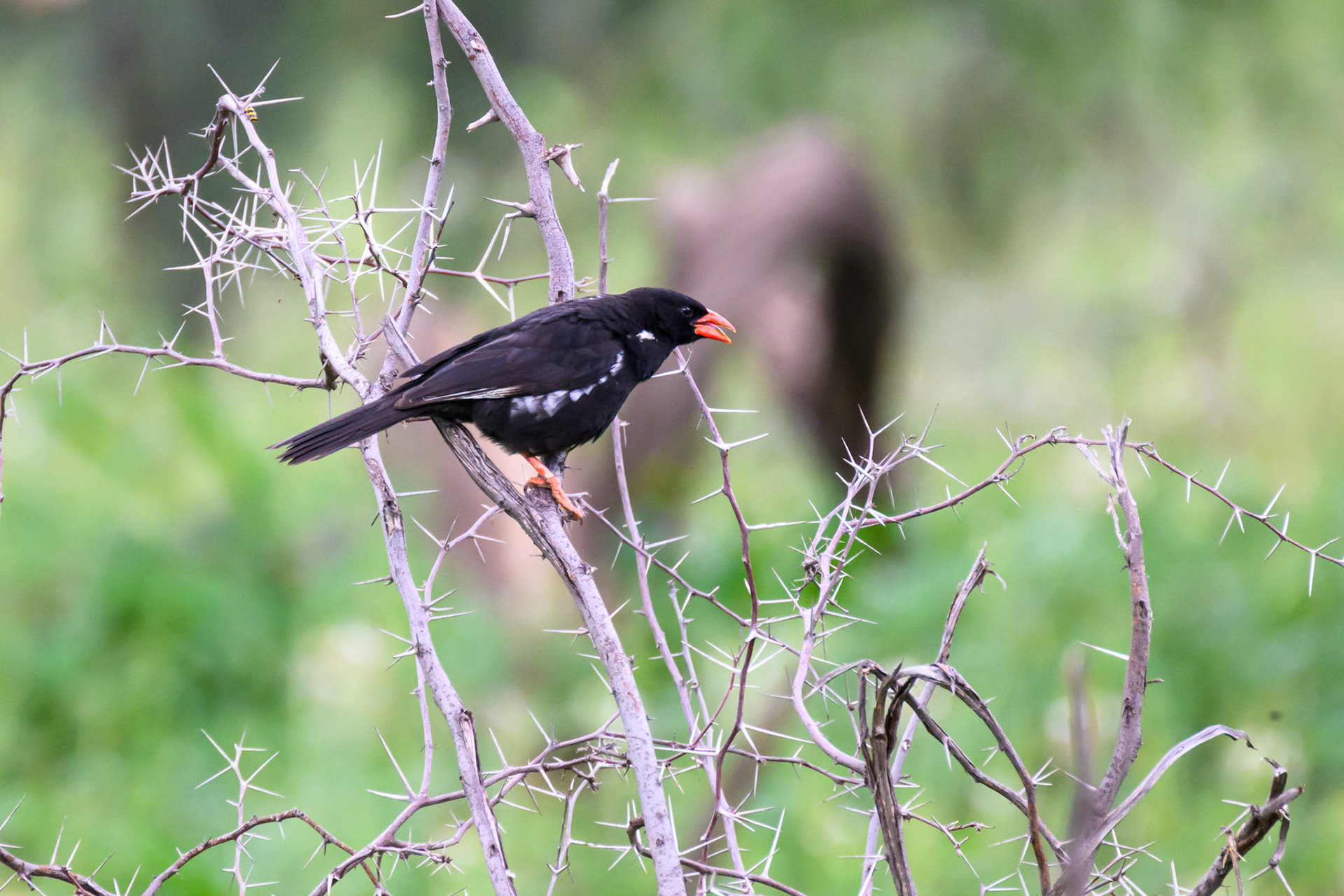 Red-billed Buffalo Weaver