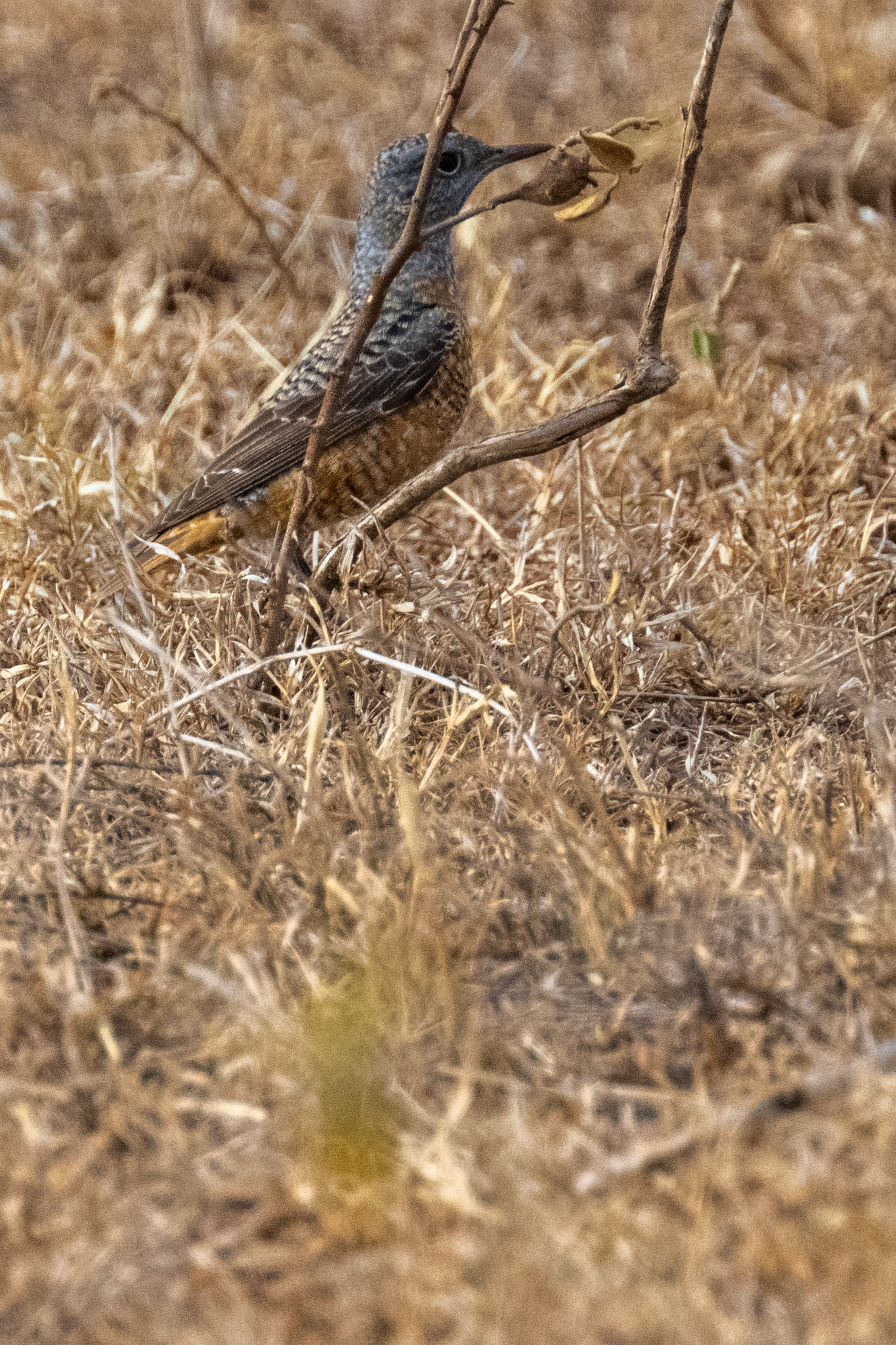Common Rock Thrush