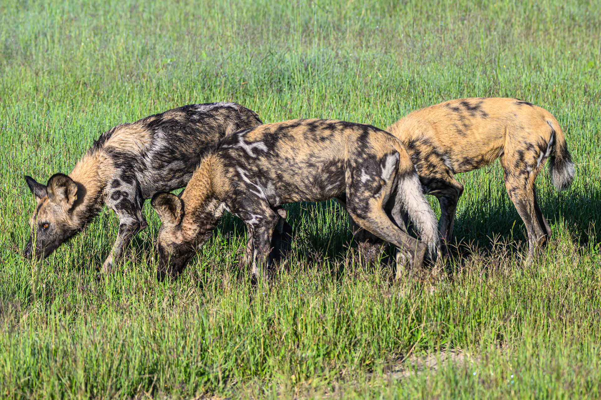 Wild Dogs