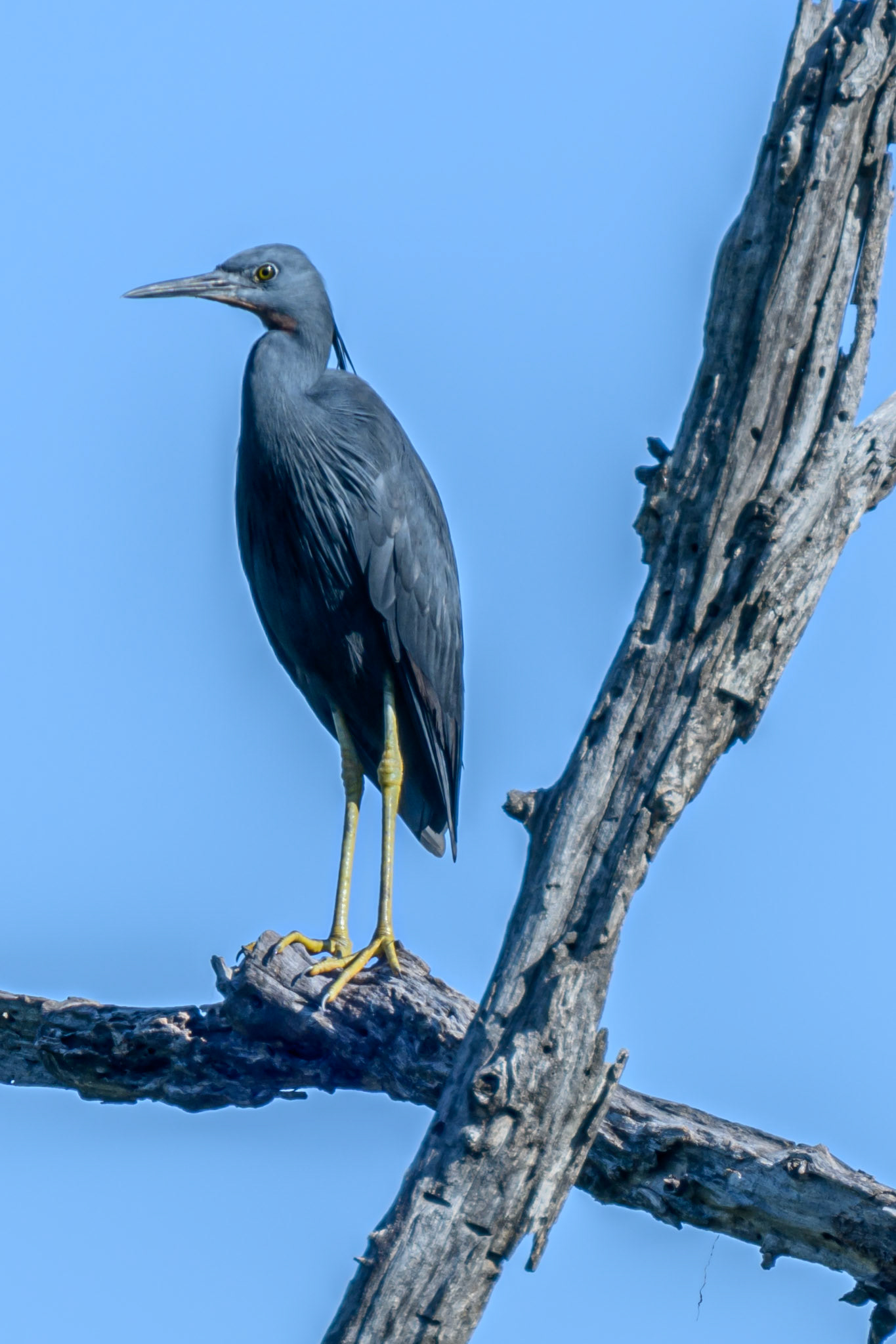 Slaty Egret
