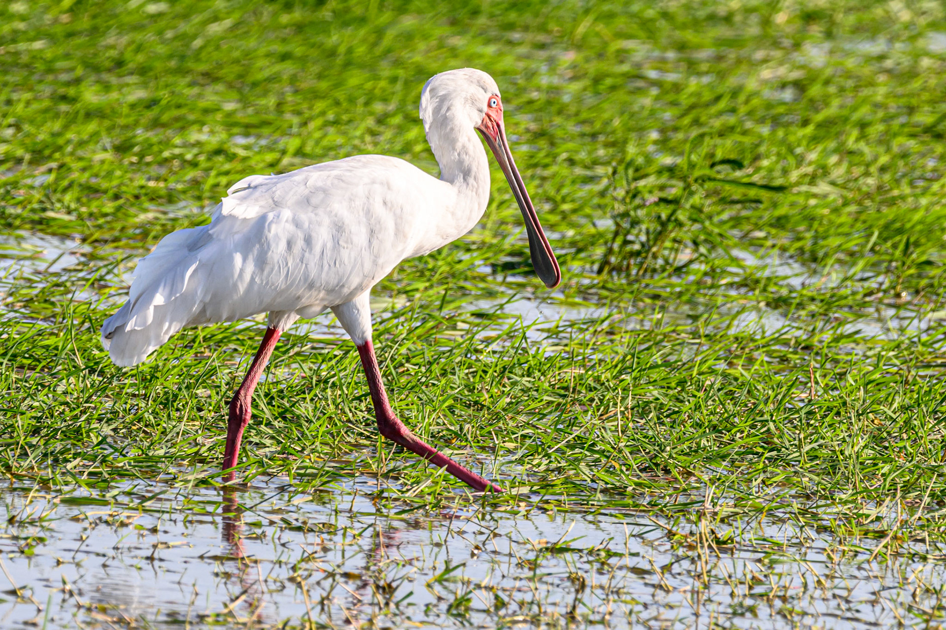 Spoonbill