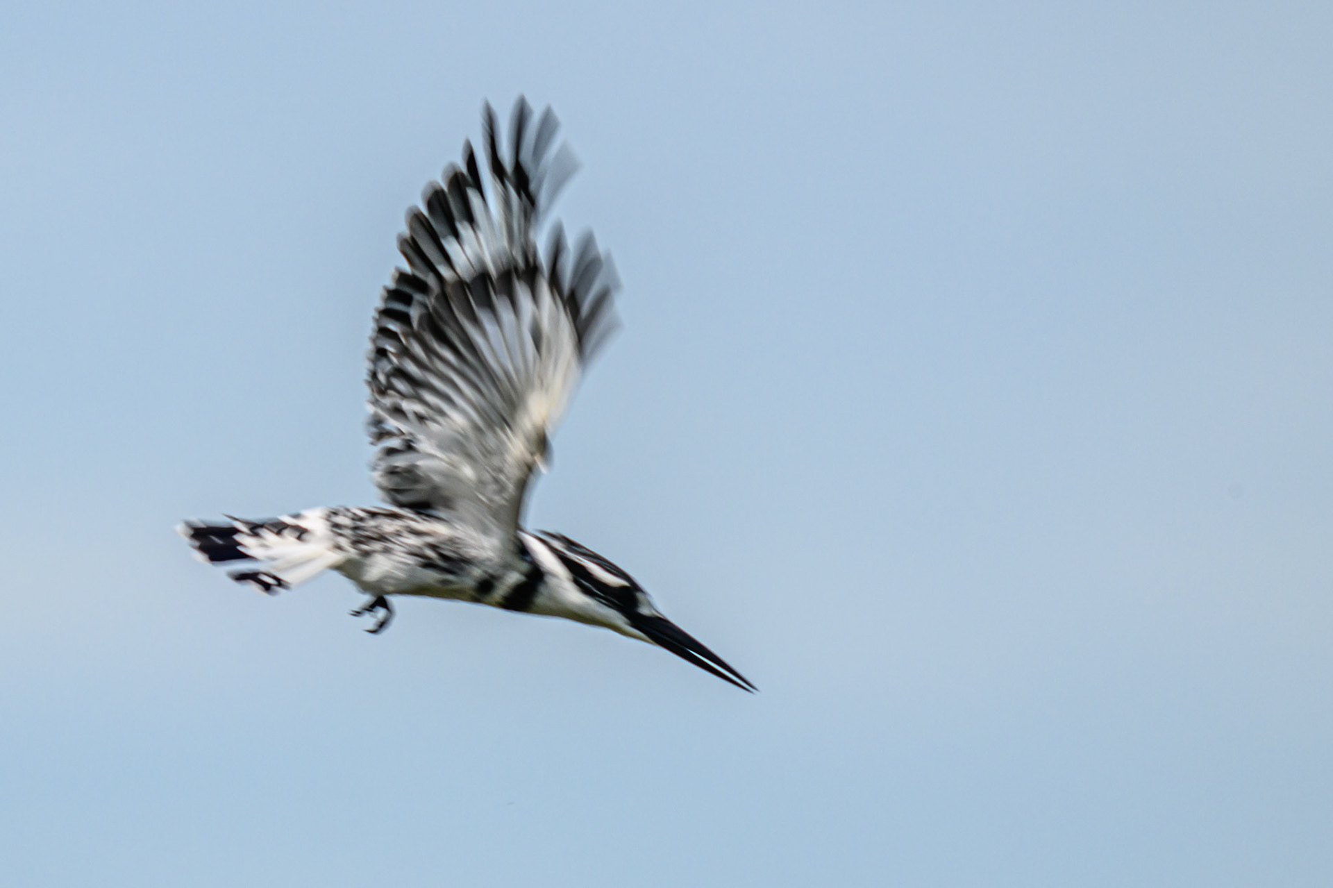 Pied Kingfisher