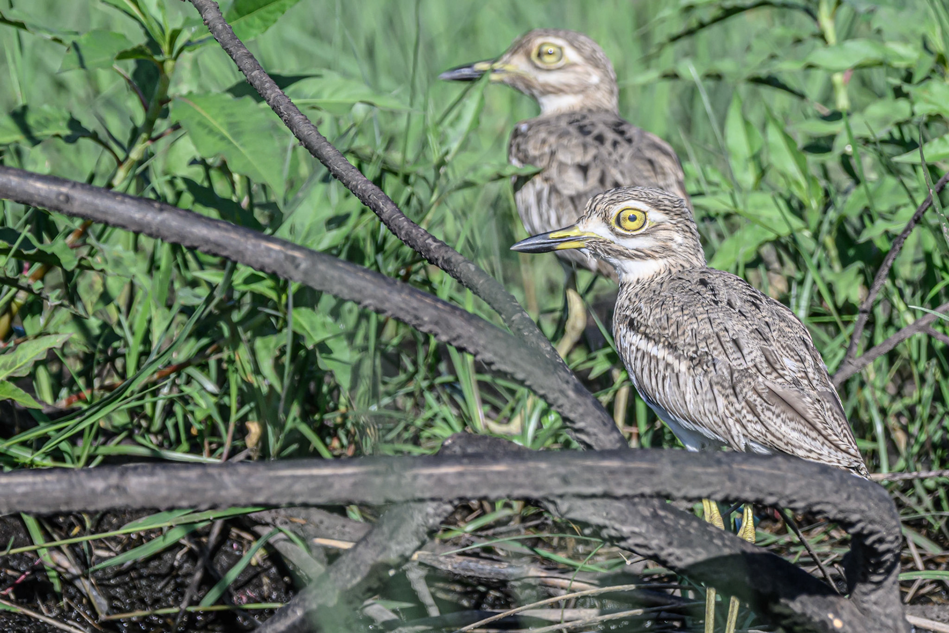Water Thick-knee