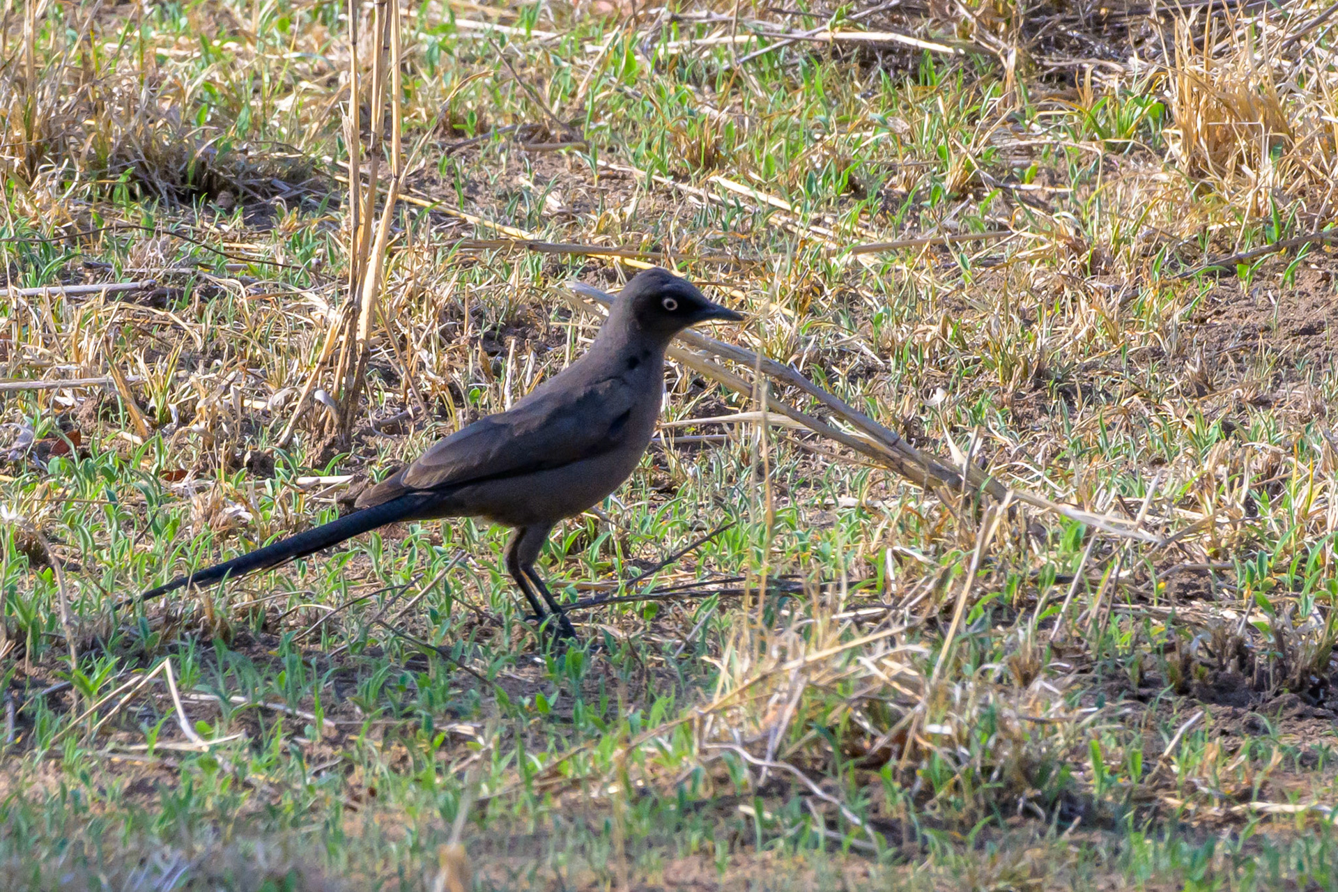 Slender-Billed Starling