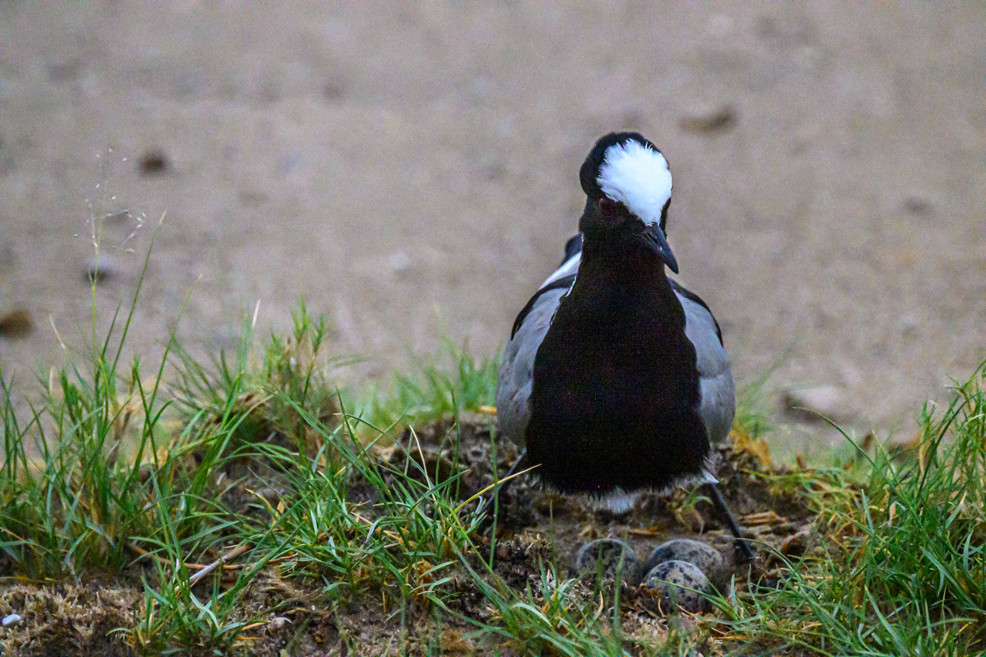 Blacksmith Plover with Eggs