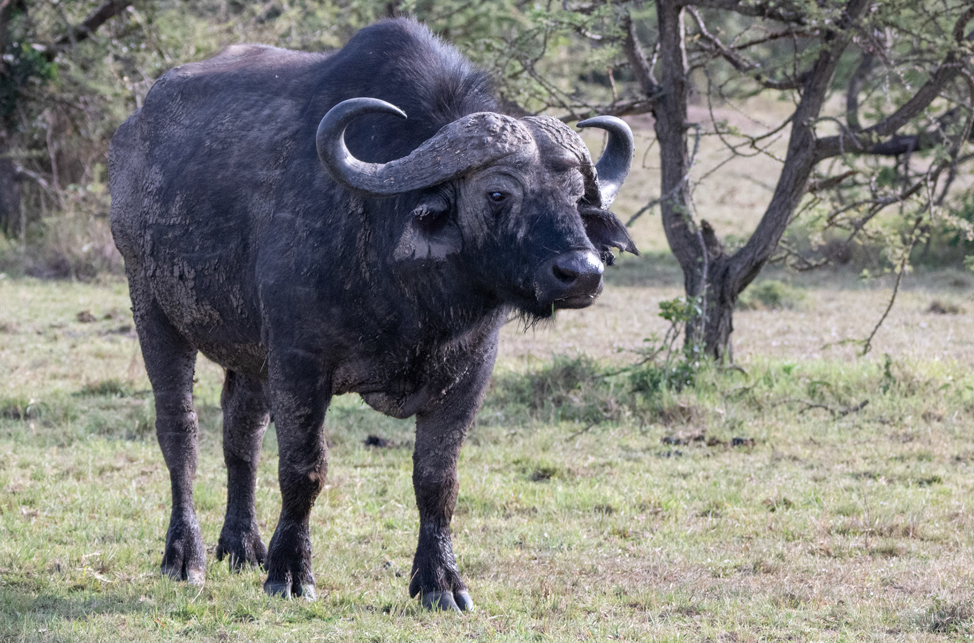 Buffalo