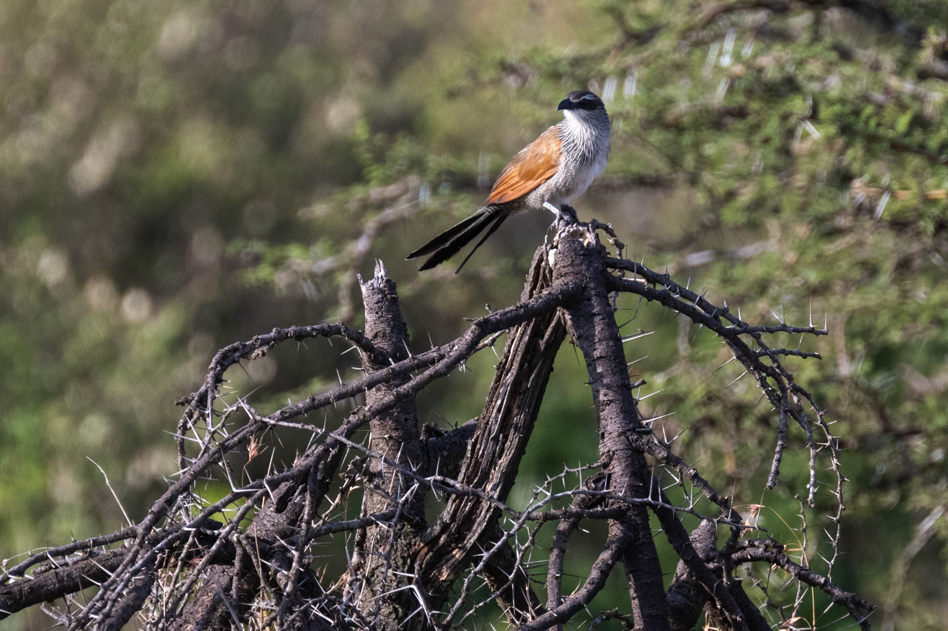 White-browed Coucal