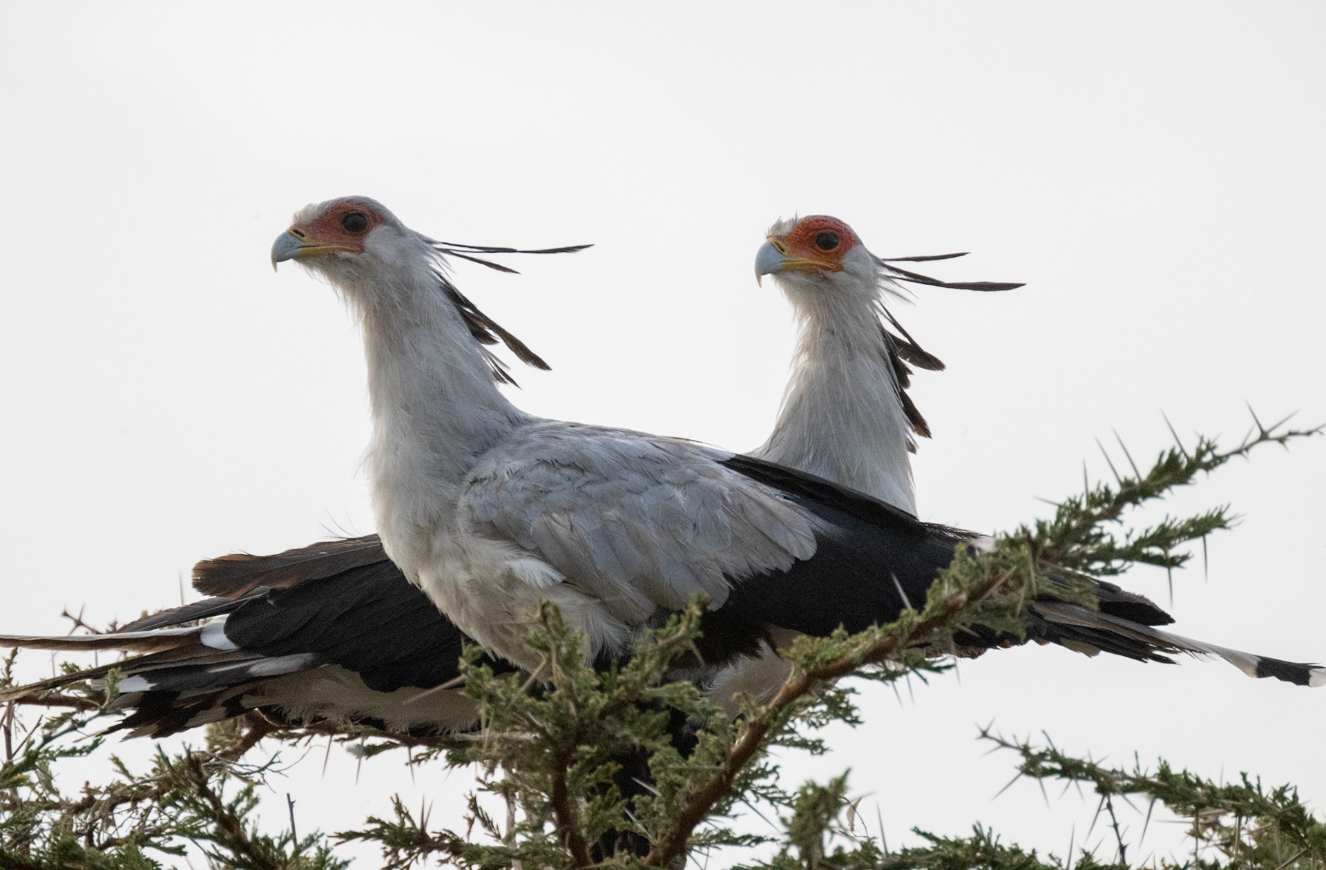 Secretary Birds neating &amp; courting