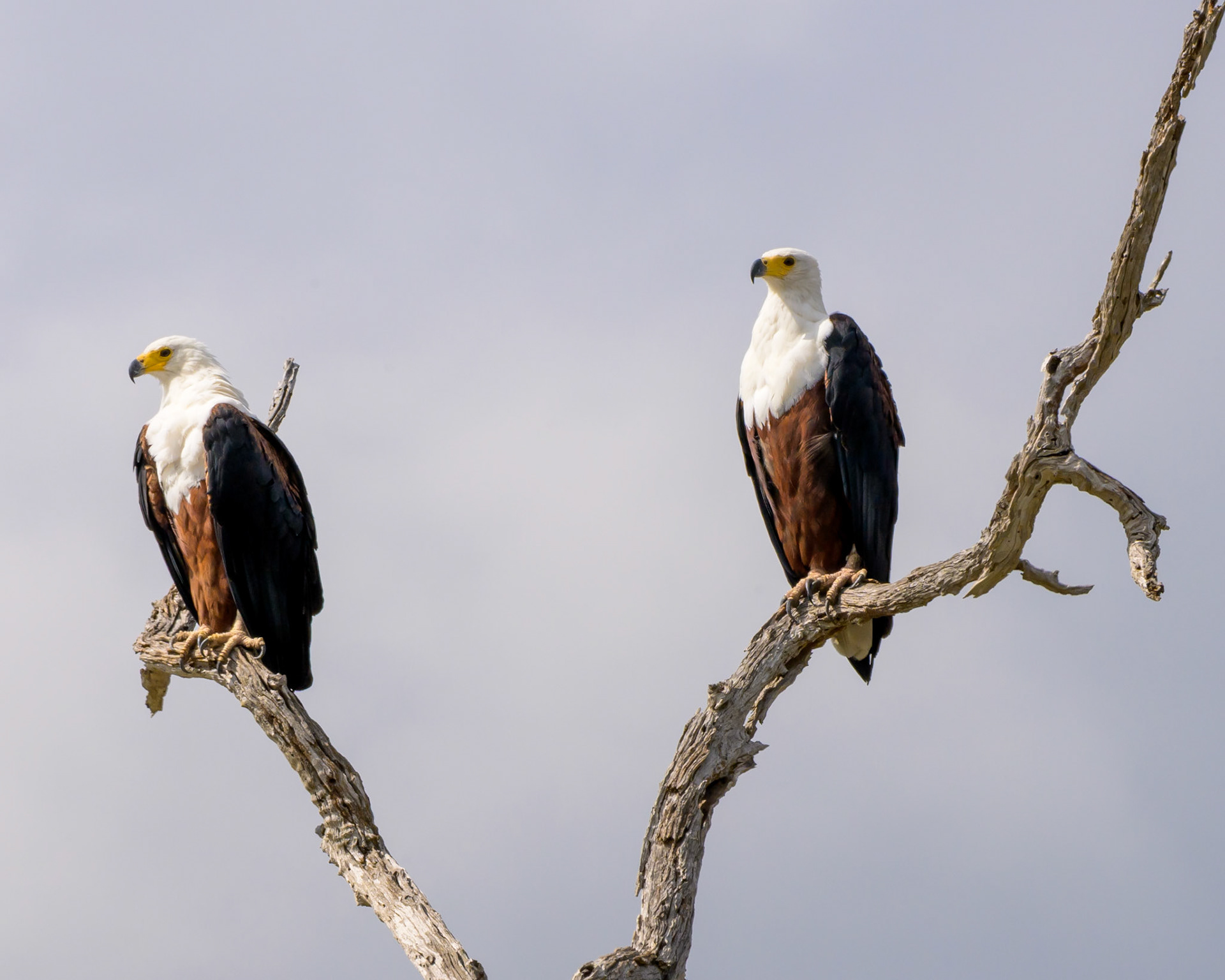 African Fish Eagle