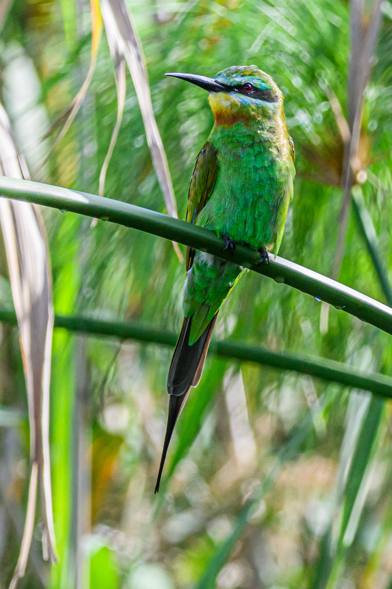 Blue-cheeked Bee-eater
