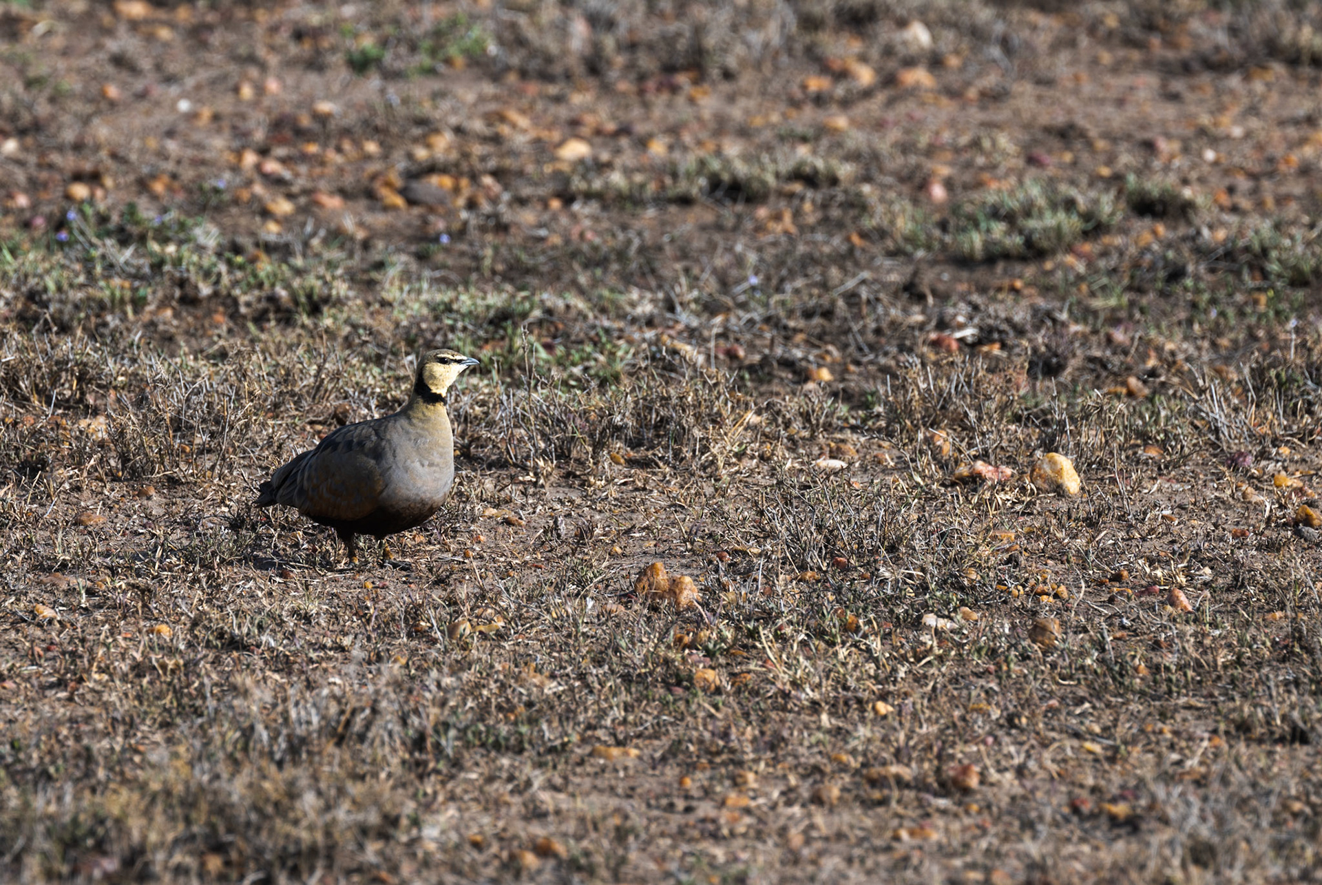 Yellow-throated Sandgrouse