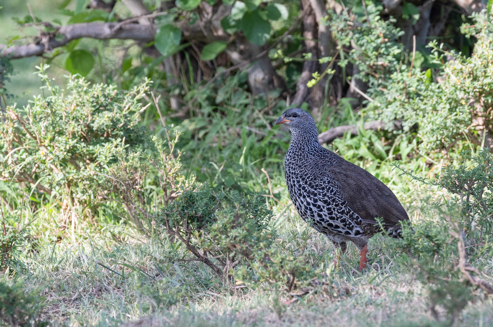 Hildebrandt's Francolin