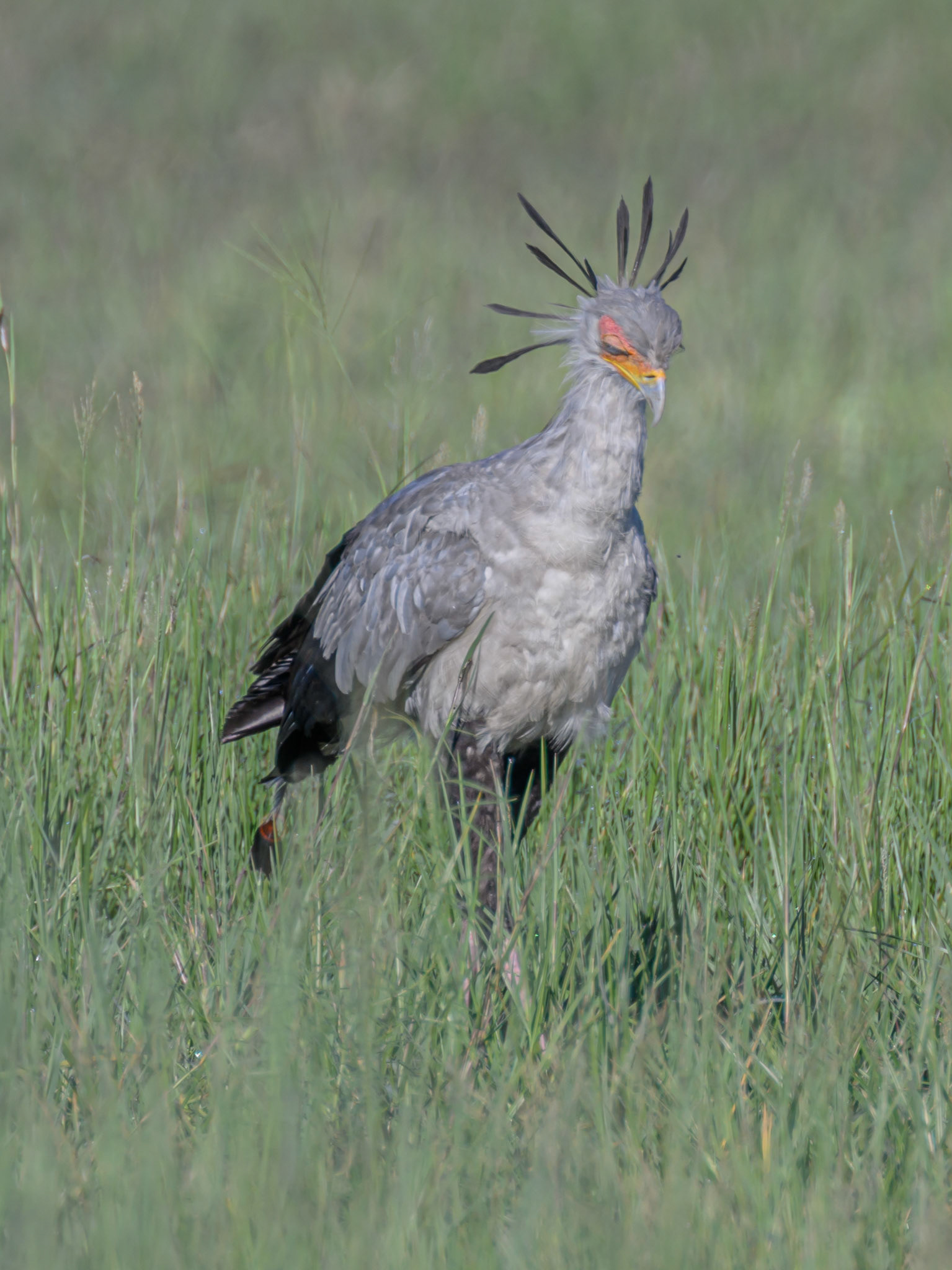 Secretary Bird
