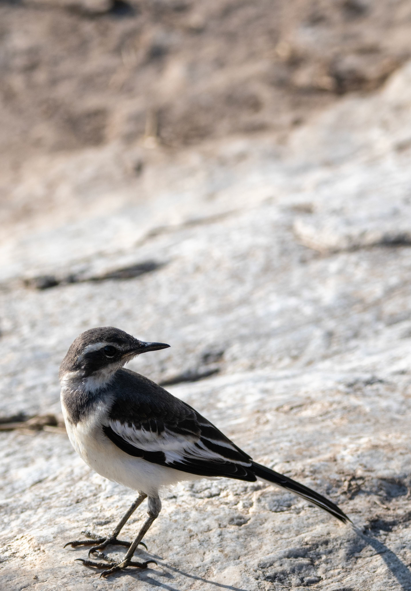 African Pied-Wagtail