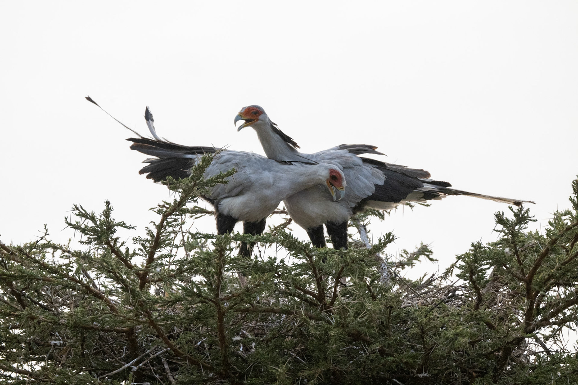 Secretary Birds neating &amp; courting