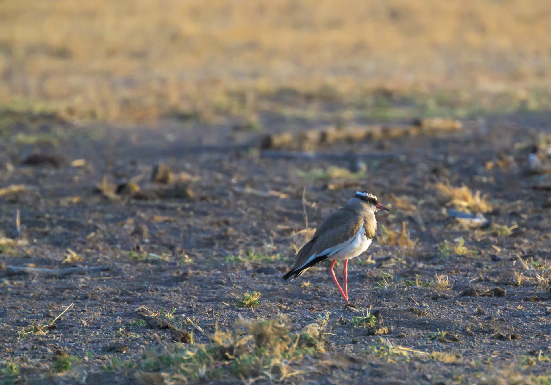 Crowned Plover